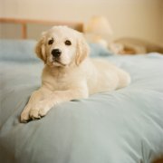 ��ëȱ�ƻ���ô����