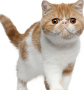 è����·��������ô����