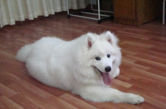 ��ΰ���ĦҮ��ë����ĦҮ���ݼ��ɣ���ͼ��