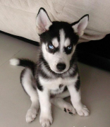 ��ʿ����γ������������ݣ�