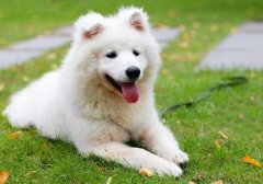 ����Ӫ������ͣ�ͼ��