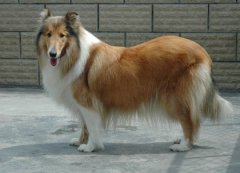 ���������ë�������󣡣�ͼ��