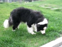 ����ƶѪ��ô�죿��ͼ��