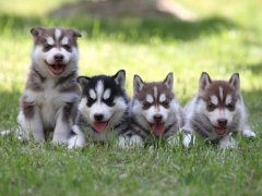 ��������ë���Ĵ���ԭ�򣡣�ͼ��