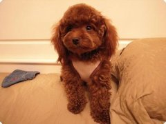 ��Ȯ���ι����