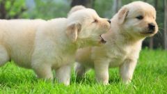 �ǹ�������ô��