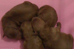 ̩����Ȯȱ�Ƴ�ʲô