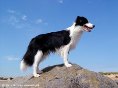 ����ȱ�Ƴ�ʲô�ã�