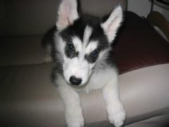 �����ڹ���Ż����ô���£�ͼ��