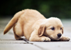 ������β���