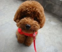 ̩���Եز�����ô�죨ͼ��