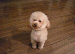 ������˫������ԭ��