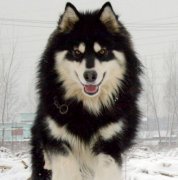 ����˹�ӳ����ô�죿��ͼ��