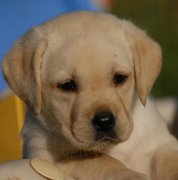 ��������ȱ�Ƶ�֢״����ͼ��