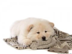 ��ʨ��β���Ӫ������ʲô�ã�