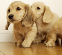 ��ë��ôι��