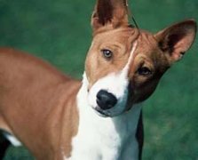 ���ɼ�Ȯ������ô�죨ͼ��