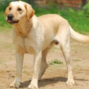 ��������ȱ�Ƶ�֢״����ͼ��