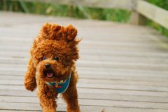 ̩�Ϲ����ԹȵǸƷۺò��ã�