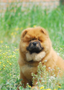 ���ǡ���ĸ����Ჹ�ƣ�