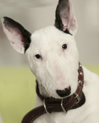 ��ţȮ��ôι��