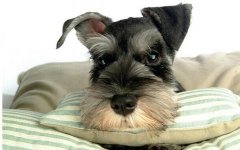 ѩ������Ӳ�����ô�죿��ͼ��