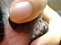 ������ѩ��Ȯ����ע�����ͼ��