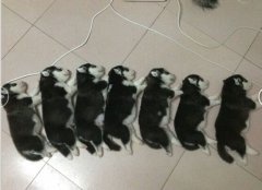 �����̷ۺû���ţ�̣�