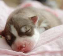 �����µĹ����ܲ��ܺ��̷ۣ���ͼ��