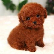 ̩�ϳ�ʲô�̷ۺã�ͼ��