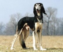 ��·����ȮƤ����������ô�죿��ͼ��