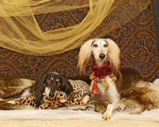 ��·����Ȯ��ôι����ͼ��