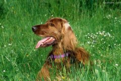 ������ѩ��Ȯ��������ô�죨ͼ��