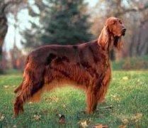 ������ѩ��ȮΪʲô��ð��ͼ��