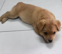 ��ëС����ʲô�̷ۣ�ͼ��