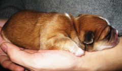 ��ë�����ֳ���Ӫ����