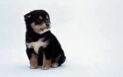 ι����С����ʲô�̷ۺã�