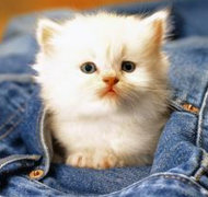 ����Сè��ôι����èӪ����ʲôʱ��ι��