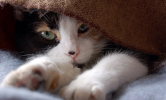 è��ʲô�ã�è��Ӫ�������