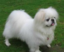 ����Ȯ��ô������ͼ��