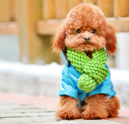 �����ôι��������Ӫ�����ĸ����Ӻ�