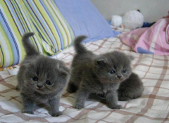 ����Сè��ʲô�ã���è�Զ���è��