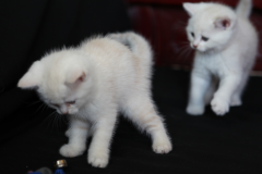 ����è����ôι��������Ӫ����۸�