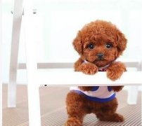 ̩����Ȯ��ʲô�̷ۺã�ͼ��