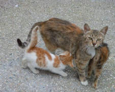 �����ëè��ʲô��Ӫ������ôι��