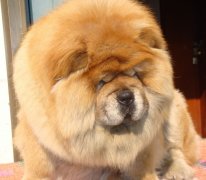 ����С����ʲô�̷ۺã�