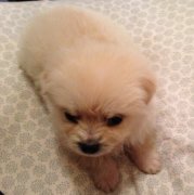 һ���µ�С����ʲô��ͼ��