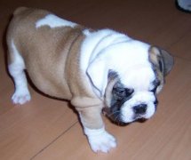 С����ι��ע�������ͼ��