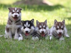 ��ʿ�滳������ôι��������ͼ��