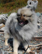 ����ëʨȮ��ʲô�ã�������Ҫ��Ӫ������